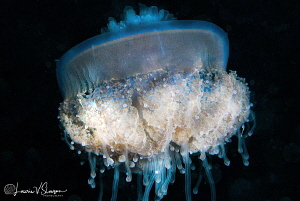 Jellyfish/Photographed with a Canon 60 mm macro lens at A... by Laurie Slawson 